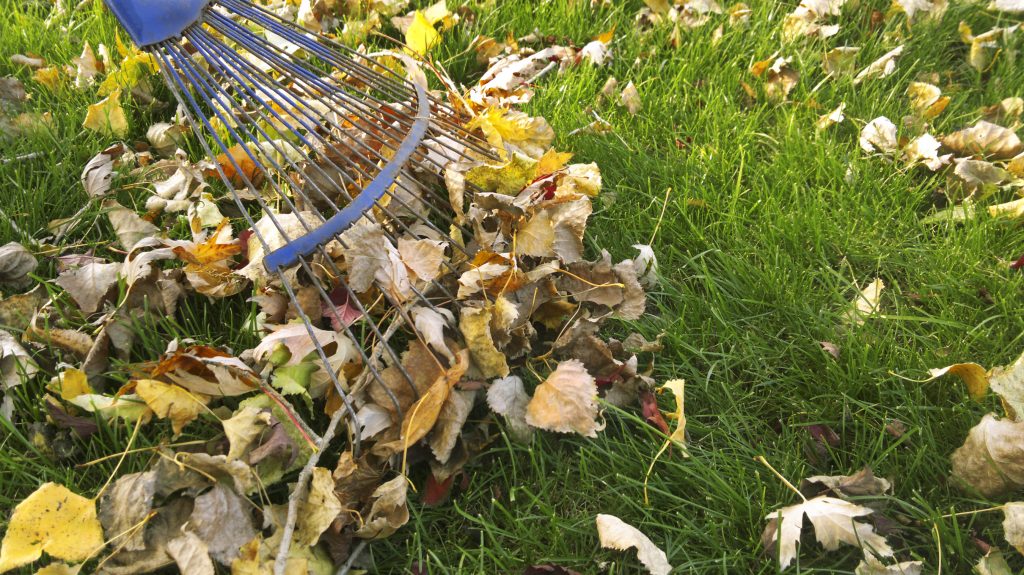 Cleaning off Lawn