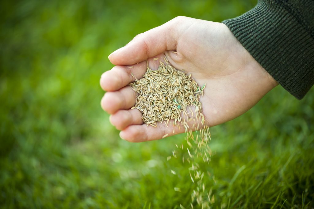 Sowing - Grass - Seed