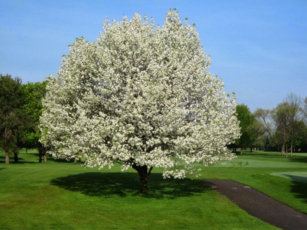 Silver Maple tree